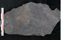 Foto (Detailansicht) von Ulmophylon latifolium Ettingshausen (NHMW-GEO-2024-0188-10240)